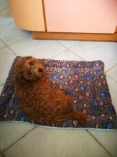 Cama suave de felpa para mascotas, manta cálida de invierno para gatos y cachorros, colchón para dormir, cojín para perros pequeños y grandes, 5 tamaños