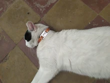 Pawstrip-etiqueta de Mascota de acero inoxidable, etiqueta personalizada para perro, nombre, teléfono, Collar, placa con nombre, identificación del perro de Mascota, para perros