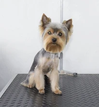 Dog Clipper Shaver-Machine Pet-Hair-Trimmer Grooming Electric Professional Rechargeable