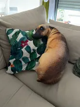 Almohada con estampado de perro en 3D, bonita cabeza de perro, Animal realista, divertida cabeza de perro, Cosplay, cojín de juguete favorito para niños para el hogar