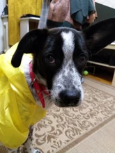 Necklace Collier Reflective-Collar Dogs Pitbull Chien Padded Nylon Adjustable Outdoor