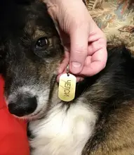 Dog-Id-Tag Address Pet-Name Free-Engraved Military Stainless-Steel Custom Personalized