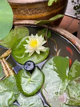 Sprinkler-Sprayer Fountain-Pool-Pond Water-Pump Solar-Panel Powered-Water with 