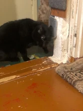 Self-Groomer-Toy Massage-Device Cat Catoy Pet-Cat with for Hair-Removal-Brush Dogs Comb