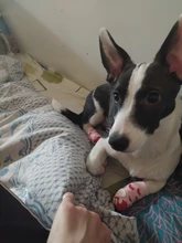 Socks Dog-Shoes Paw-Protector Chihuahua-Boots Puppy Small Dogs Winter Anti-Slip for Indoor-Wear