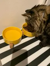 De cerámica tazón de perro gato plato con soporte de madera No derrame de alimentos para mascotas alimentador de agua gatos perros pequeños perros Pet