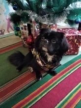 Puppy-Clothes Dog-Jacket Small Chihuahua Waterproof Winter Camo-Pattern Petshop Perro