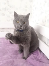 Collar de seguridad para gato, Collar de gatito personalizado de liberación rápida, Collar para gatos con campana para cachorro gatito