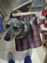 Pet-Bed-Mat House Pets-Dog-Blanket Soft-Fleece Small Kennel Dogs Cats Large Warm Winter