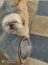 Pet-Comb Grooming Hair Dog-Brush Dirt-Cleaning Detangling Double-Sided Comfortable-Pin