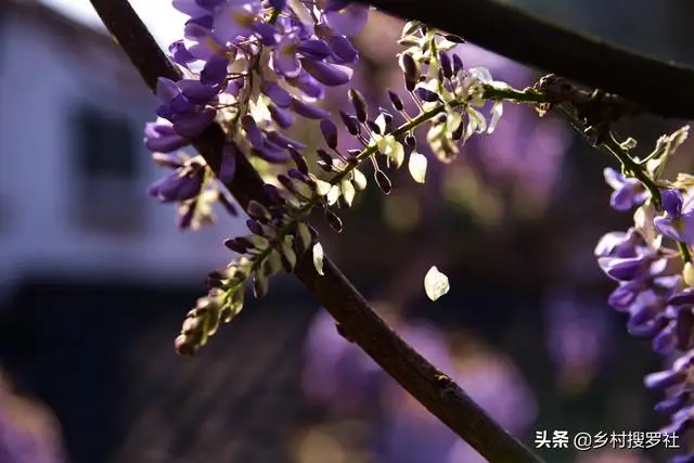 立秋以后盆景管理 紫藤花的4种死法 你知道吗 家居