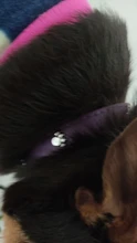 Pet-Necklace-Accessories Spiked Cat-Strap-Collar Puppy Dogs Small Adjustable Studded
