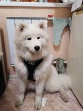 Vest Harnesses Pet-Accessories Husky Adjustable Breast-Band Reflective Large Dog 