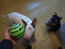 Dog Toy Training-Ball Interactive-Toy Pet-Cat-Dog-Toys Giggle Silicon Jumping Small Large