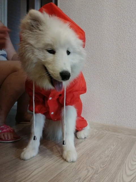 Köpek montu