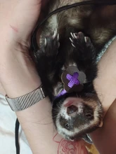 Arnés de nailon para mascotas, correa ajustable para hámster, huret, ratón, conejo, arneses para chaleco, correa de plomo, conejillo de indias, accesorios para mascotas