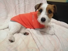 Coat-Jackets Fleece Vest Pug-Costumes Dogs French-Bulldog Chihuahua Winter Small Medium