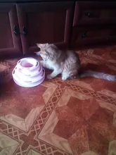 3 Levels Pet Cat Toy Tower Tracks Disc Interacitve Cat Toys Ball Training Amusement Plate