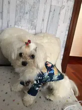 Camisetas de verano para perros, ropa de playa, chaleco para mascotas, camiseta Floral, Hawaiana para gatos pequeños y grandes, Chihuahua