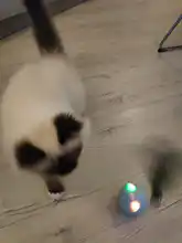 Toy Cat-Toy Ball-Rolling Productos Interactive Electric Colorful Automatic Para Led Ear