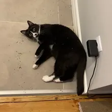 On-Toys Menthol Organic Premium Catmint Can-Be-Sprinkled And Pleasing