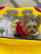Dog-Beds Pet-Products Puppy-Cat-House Cama Cats Dogs Small Luxury Cushion Dog-Sleeping-Kneel