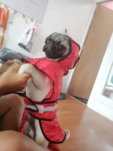 Jumpsuit Hoodies Pet-Coat Rain-Jacket Reflective French-Bulldog-S-2xl Waterproof Medium