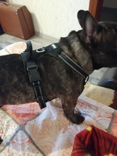 Adjustable Harness Dog-Accessories No-Pull-Vest Truelove Large Padded Pet-Dog Outdoor-Sport