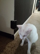 Pet-Products Comb Brush Cats-Brush-Corner Cat-Massage Tickling Self-Groomer The-Face