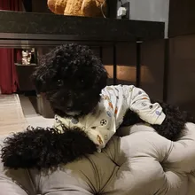 Dogs-Pajamas Clothing Shirt Puppy-Jumpsuit Pomeranian Chihuahua Dog-Coat Pet-Dogs Small