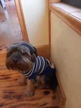 Dog Winter Sweater Pet-Dog Puppy-Cat Knitted Chihuahua for Small Clothing Ropa-Perro