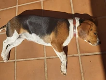 Collar personalizado de piel auténtica para identificación de perro, Collar pequeño mediano para perros gato, nombre de mascota personalizado y número de teléfono grabado gratis