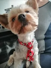 Puppy-Toy Necktie Grooming Dog Cat Adjustable Cute Bow-Tie Printed Cartoon