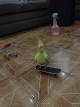 Juego de entrenamiento para mascotas, juguete de pájaro para mascotas, equipo interactivo para loros, actividades divertidas, loro, juguete para mascotas, Skateboard de baloncesto, 1Set