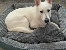 Bed Pet-Bed Labradors-House HOOPET Small Large Soft Warm Winter for Medium Big