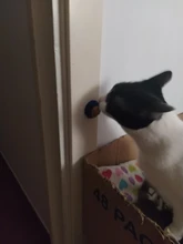 Bola de azúcar para gatos, Snacks de comida sólida para gatos, juguete de comida con hierba gatera Natural y ventosa