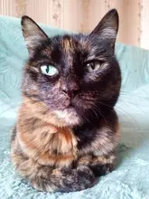 Pet-Feeder Dog-Food-Bowls Smart Automatic New Timing 4L Lcd-Screen Voice-Recording