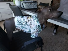 Ropa estampada de verano para mascotas, camisa de playa Floral, chaquetas, abrigo para cachorro de perro, disfraz de gato, ropa de primavera, trajes para mascotas