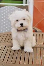 Leash-Collar-Set Dog-Harness Adjustable Small Walking Outdoor Medium Cute Bow Soft 