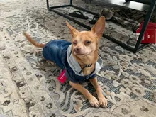 Ropa vaquera de XS-2XL para perro, abrigo para perros, ropa de cachorro, pantalones vaqueros para perro, chaqueta, chaleco abrigo para perro, trajes para cachorro, ropa para gato