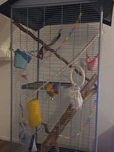 Traumdeutung 100Pcs Parrots Toys For Bird Sugar Glider Accessories Supplies Cockatiel