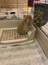 Orinal de conejo grande para adultos, bandeja de esquina con cajón, bandeja para mascotas, hámster, conejillo de indias, Hurón, Galesaur Bunny
