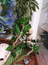 2M Scindapsus Aureus Artificial vino para Terrario de Reptiles camaleón, lagarto, hábitat terrario Scindapsus terrario Decoración