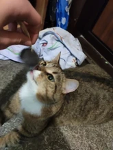 False-Mouse Simulation-Mice Noise-Playing-Toys Rabbit-Fur Kitten For Cats Pet-Supplies