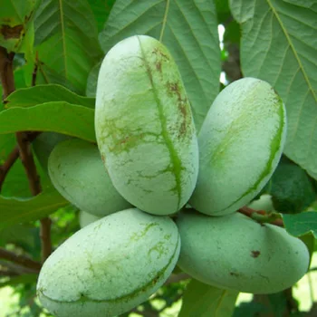 

Azimina triloba (northern banana) seeds 5 PCs