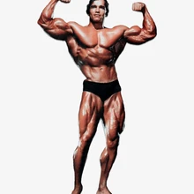 bodybuilding + supplements + growth + muscle + include arnolds + gym candy + pumpers + roids + stackers