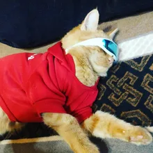 1PC divertido gafas de sol para gafas para gato cachorro ojo-Protección contra el desgaste perro gafas para Chihuahua Yorkshire gatos y mascotas accesorios