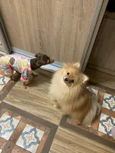 Dogs-Pajamas Clothing Shirt Puppy-Jumpsuit Pomeranian Chihuahua Dog-Coat Pet-Dogs Small