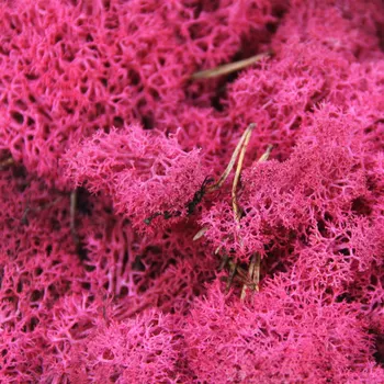 

Moss Sphagnum Pink