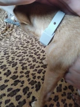 Collar ajustable que elimina pulgas y garrapatas, repelente de mosquitos e insectos para perros y gatos, hasta 3 meses de pulga y garrapata